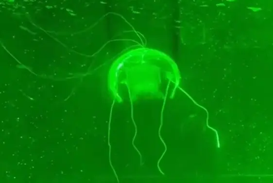 “水下幽靈”問世!西工大研制透明仿生水母機器人:功耗僅28.5毫瓦 “水下幽靈”問世!西工大研制透明仿生水母機器人:功耗僅28.5毫瓦